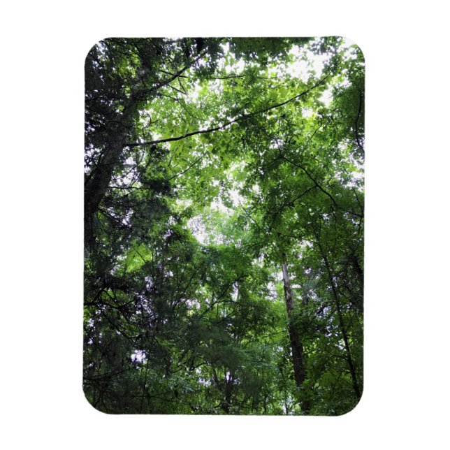 Walking in the Forest, Chester, South Carolina Can Magnet (Vertical)