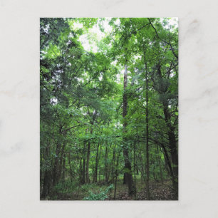 Walking in the Forest, Chester, South Carolina Can Postcard