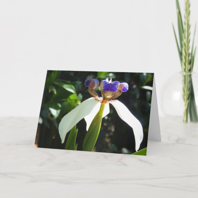"Walking Iris 2." Greeting Card (Front)