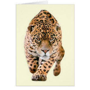 Walking Jaguar Eyes
