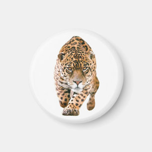 Walking Jaguar Eyes Magnet