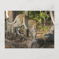 Walking Leopard Growling At You
