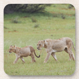 walking lioness with cubs, lion, Panthera leo, Coaster