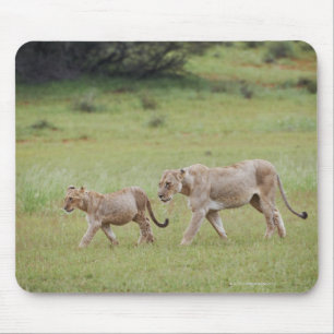 walking lioness with cubs, lion, Panthera leo, Mouse Mat