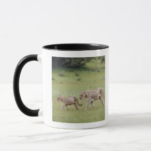 walking lioness with cubs, lion, Panthera leo, Mug
