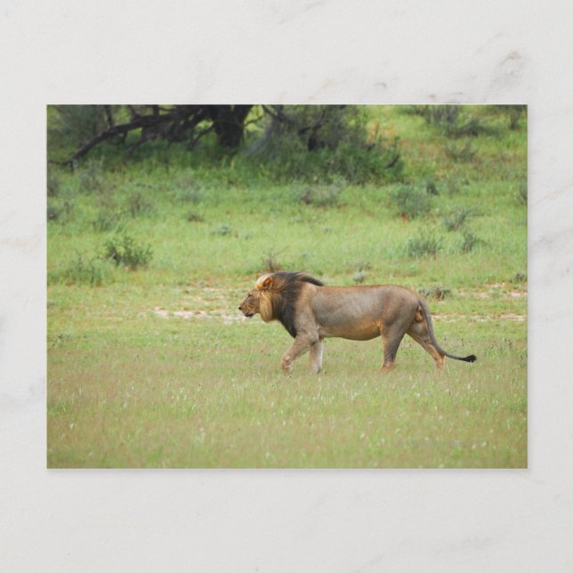 walking male lion, Panthera leo, Kgalagadi Postcard (Front)