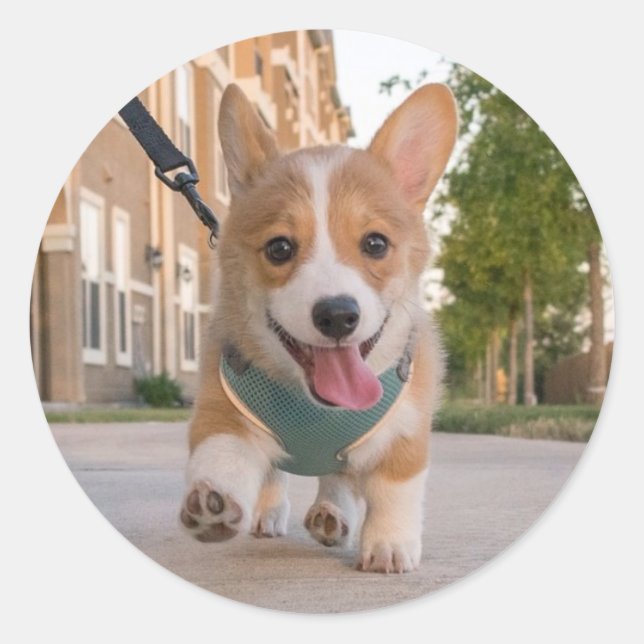 Walking on sunshine corgi puppy classic round sticker (Front)