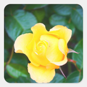 Walking on Sunshine Rose #1 Stickers