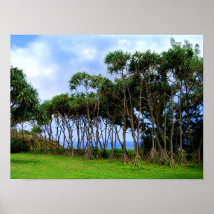 Walking Palm Trees in Hawaii Poster