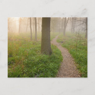 Walking path leading into a forest postcard