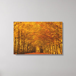 Walking path through autumn forest canvas