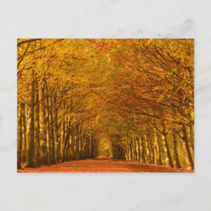 Walking path through the forest in autumn postcard