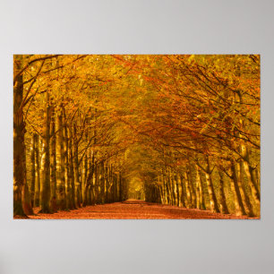 Walking path through the forest in autumn poster