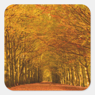 Walking path through the forest in autumn sticker