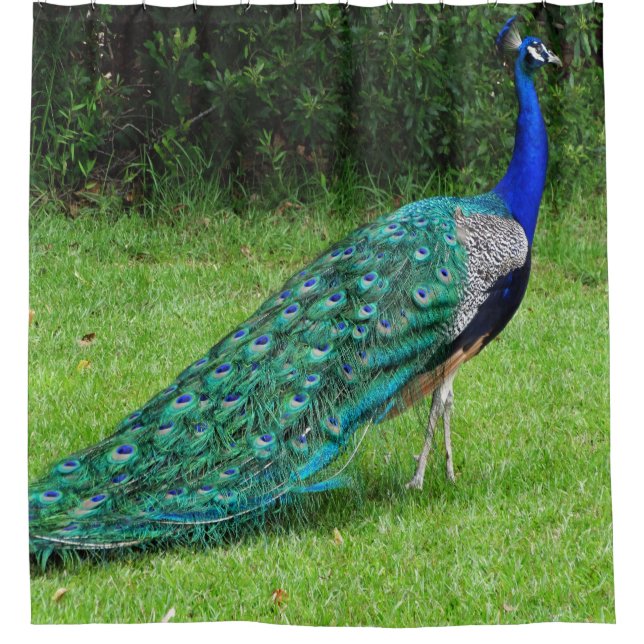 Walking Peacock Shower Curtain (Front)