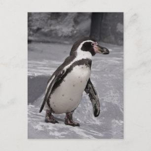 Walking Penguin Postcard