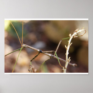 Walking Stick Bug Poster