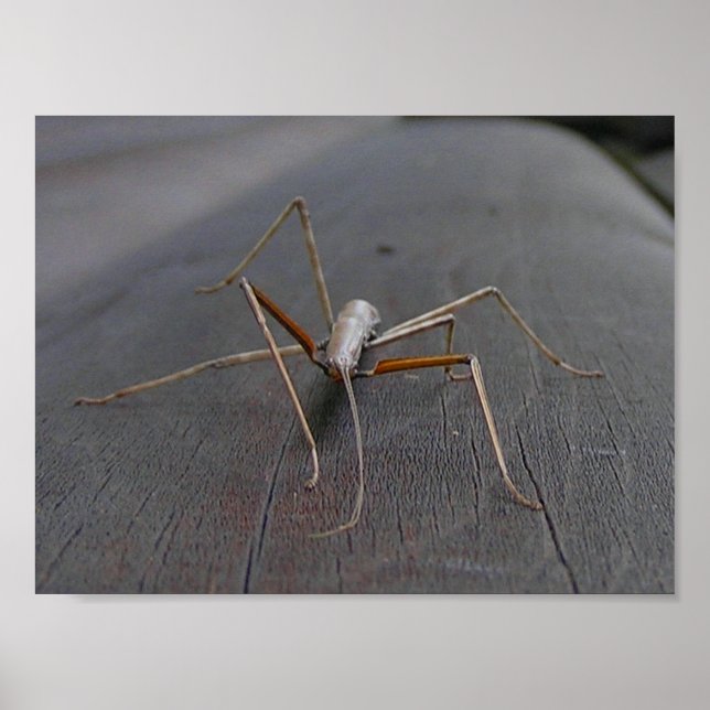 Walking Stick Print / Poster (Front)