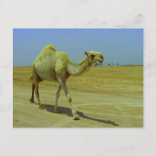 Walking the long road - Camel on Failaka Island Postcard
