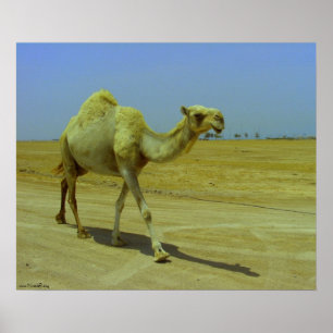 Walking the long road - camels on Failaka island Poster