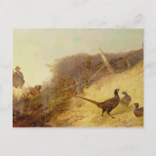 Walking up Pheasants on the 1st of October (see al Postcard