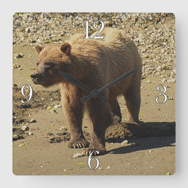 Walking Wild Grizzly Bear Wildlife Photo 2 Square Wall Clock (Front)