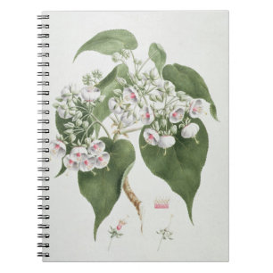 Walkuffa No.5 Dombeya torrida (w/c over graphite o Notebook