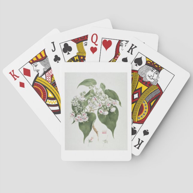 Walkuffa No.5 Dombeya torrida (w/c over graphite o Playing Cards (Back)