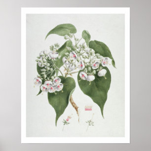 Walkuffa No.5 Dombeya torrida (w/c over graphite o Poster