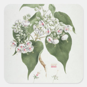 Walkuffa No.5 Dombeya torrida (w/c over graphite o Square Sticker