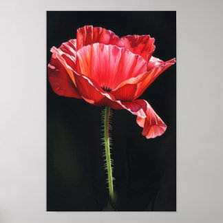 Wall art. Flower in the blackness Poster