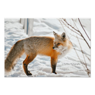 Wall Art Hunting Fox Print
