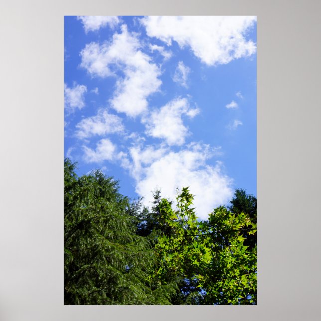 Wall Art Maple Trees Blue Sky White Clouds Nature (Front)