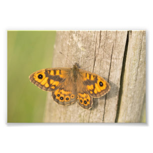 Wall Brown Butterfly Photo Print