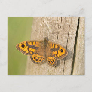 Wall Brown Butterfly Postcard