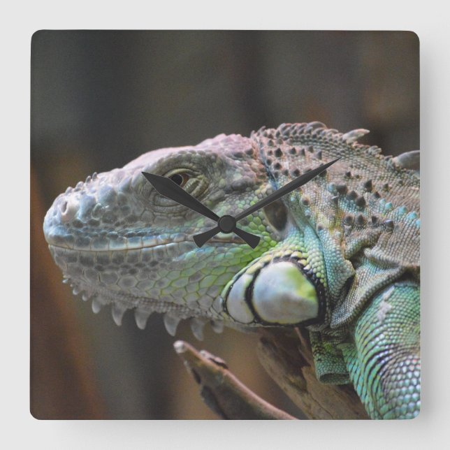 Wall Clock with head of colourful Iguana lizard (Front)
