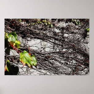 Wall Coverage Poster