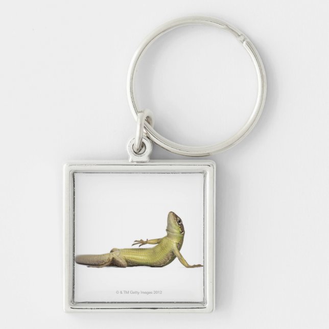 Wall lizard lying down - Podarcis muralis Key Ring (Front)