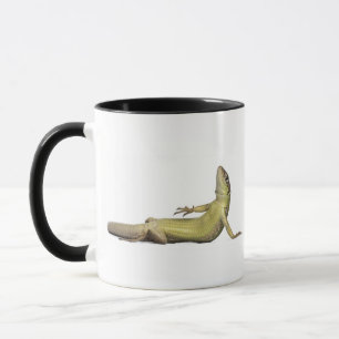 Wall lizard lying down - Podarcis muralis Mug
