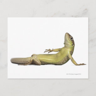 Wall lizard lying down - Podarcis muralis Postcard