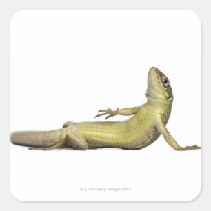 Wall lizard lying down - Podarcis muralis Square Sticker