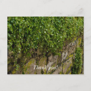 Wall Of Ivy Postcard