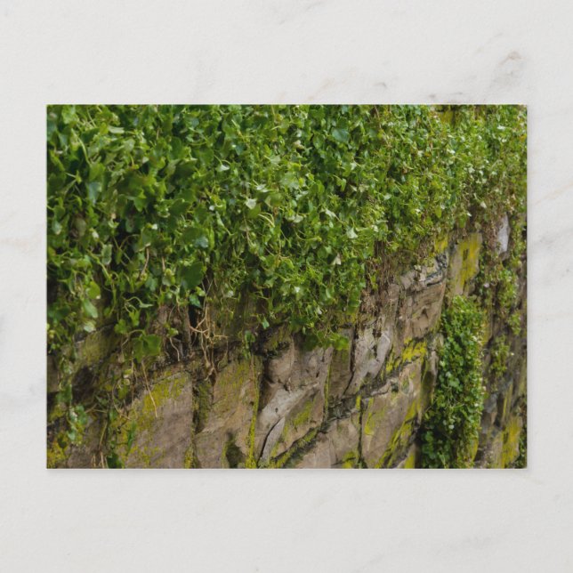 Wall Of Ivy Postcard (Front)