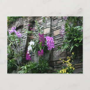 Wall of Orchids Postcard