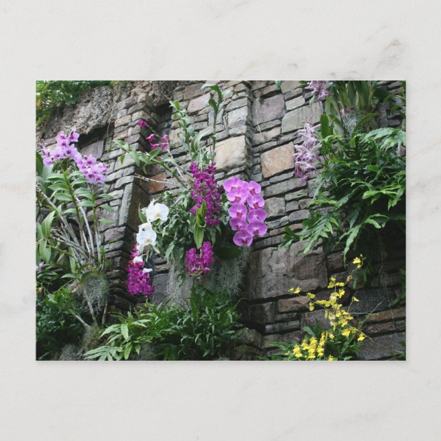Wall of Orchids Postcard (Front)