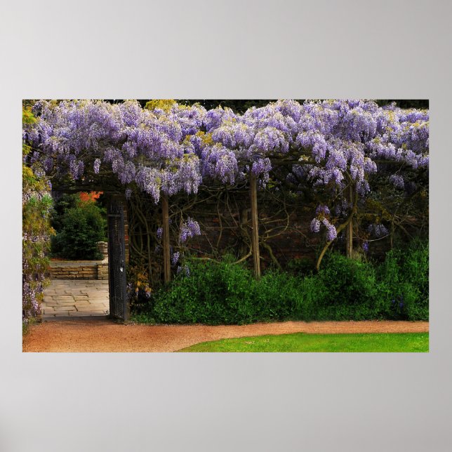 Wall of Wisteria Poster (Front)