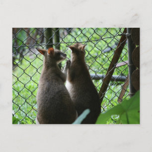 Wallabies Postcard