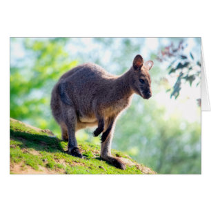 Wallaby
