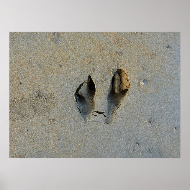 Wallaby Footprints in Sand Poster (Front)