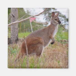 wallaby magnet